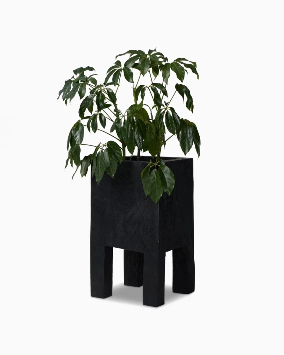 Tora Planter