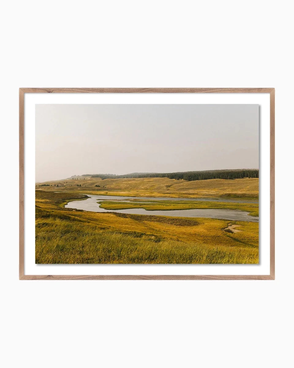Where the Buffalo Roam